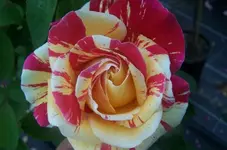 12058-Rosa-Vanille-Fraise-.jpg