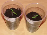 Tomate klein1.webp