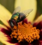 Fliege auf Coreopsis.jpg