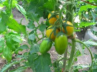 IMG_6437.webp
