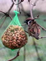 Spatzen_0015.webp