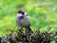 Spatzen_0004.webp