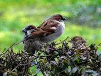 Spatzen_0007.webp