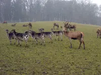 0021_Spaziergang mit Luke.webp