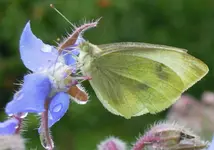TiereMakro (4).webp
