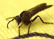 P7237011_evtl._Burschenraubfliege.webp