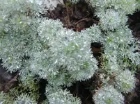 CIMG4485.webp
