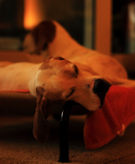 in front of the open fire_800.webp