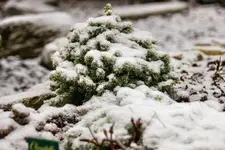 Steingarten-0751.webp