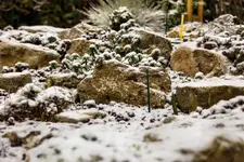 Steingarten-0754.webp