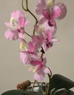 15 karlh.webp