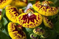 Pantoffelblume-0759.webp