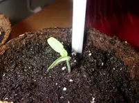 IMGP0013.webp