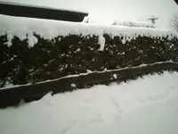 Winter alt.webp