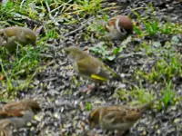 Grünfinken_0002.webp