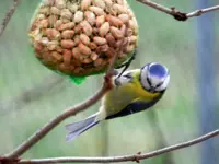 Blaumeise_0005.webp