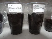 erste Chili.webp