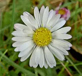Copy (2) of Gaensebluemchen (67) a v.webp