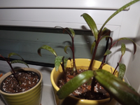 DSCF1970l.webp