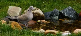 Taube + 12.1..webp