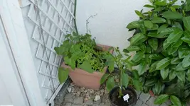 P1020943.webp