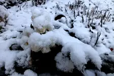 2014_0124winter0002 christrose.webp