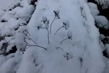 2014_0124winter0010 steingartenpflanze.webp
