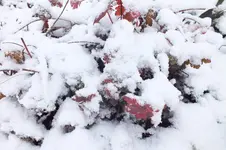 2014_0124winter0013.webp