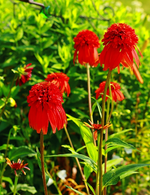 Hot Papaya in voller Pracht_600.webp