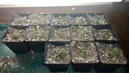 tomaten1.webp