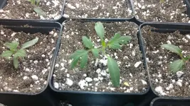 tomaten2.webp