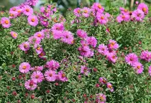 Herbstastern in Blüte_kleiner.webp Herbstastern in Blüte_kleiner.webp