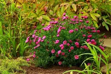 mehrjährige große Herbstaster_1024.webp mehrjährige große Herbstaster_1024.webp