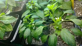 chili2.webp