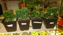rocotos.webp
