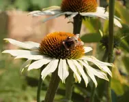 Echinacea weiss_a.webp