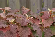 Eichblatthortensie herbstlich_a.webp