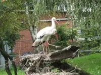 Bild 1170.webp