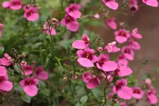 Elfenspiegel rosa_a.webp