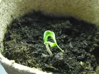 DSCF7091.webp