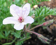 erodium guttatum (reiherschnabel).webp