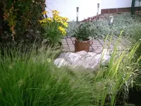 Echinazea 2mal.webp