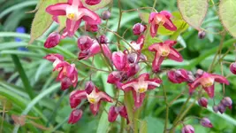 DSCN4466.webp