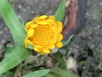 CIMG6570.webp