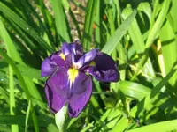 ensata_1024x768.webp