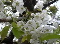 20 Herbstrose.webp