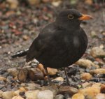 Amsel 24.1..jpg