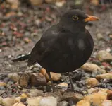 Amsel 24.1..webp