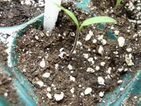 SAM_1795.webp