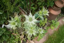 Elfenbeindistel.webp